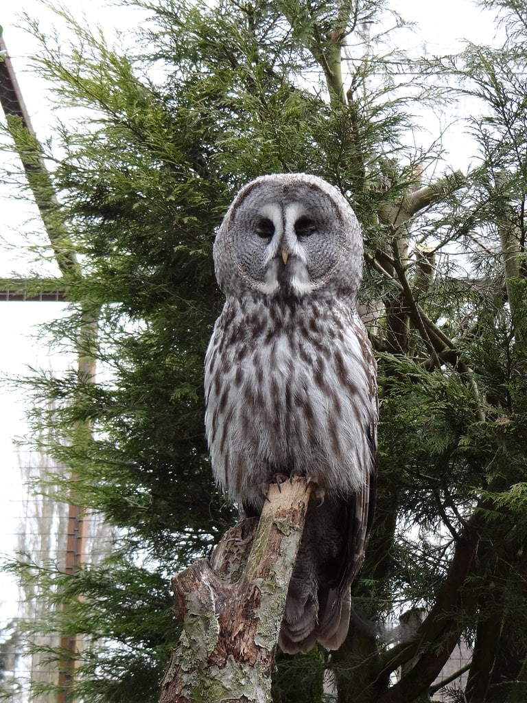 Great Gray Owl - Types of Owls in Michigan
