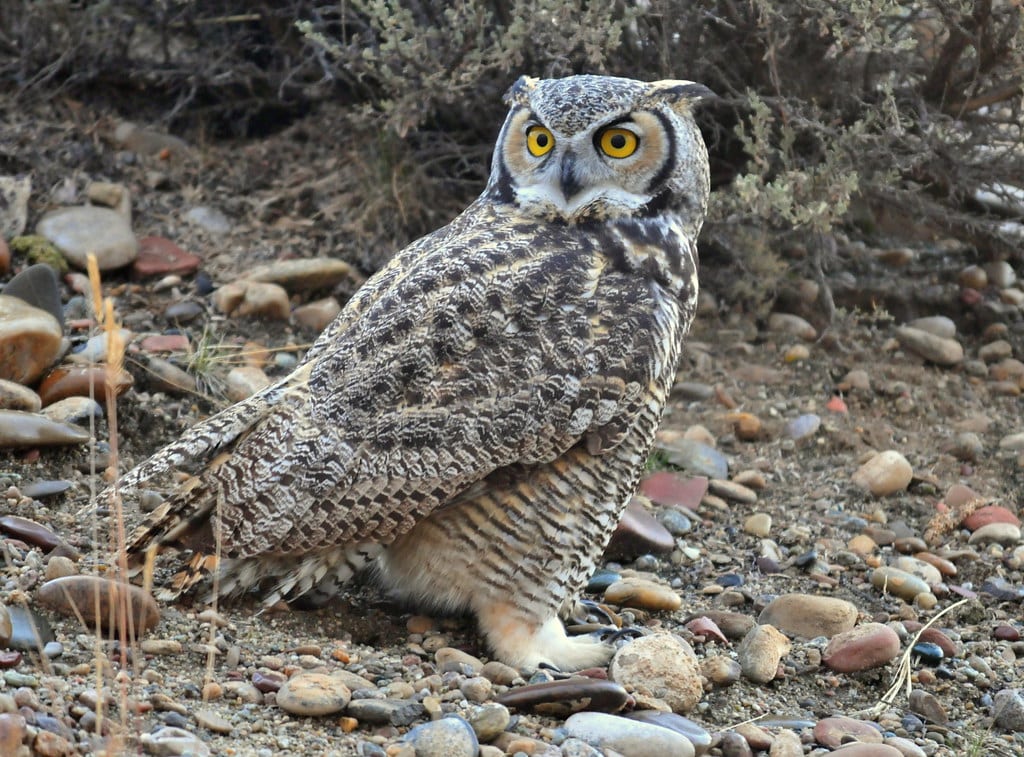 Great Horned Owl