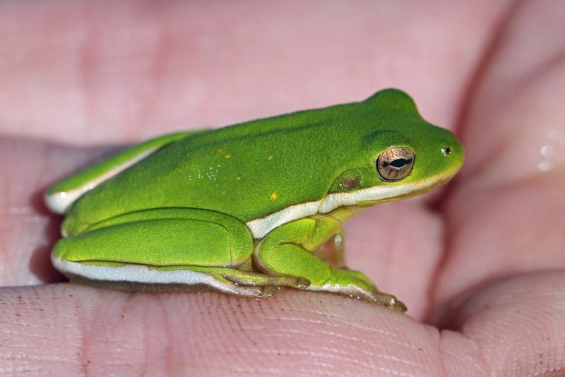 23 Different Types of Frogs in Kentucky
