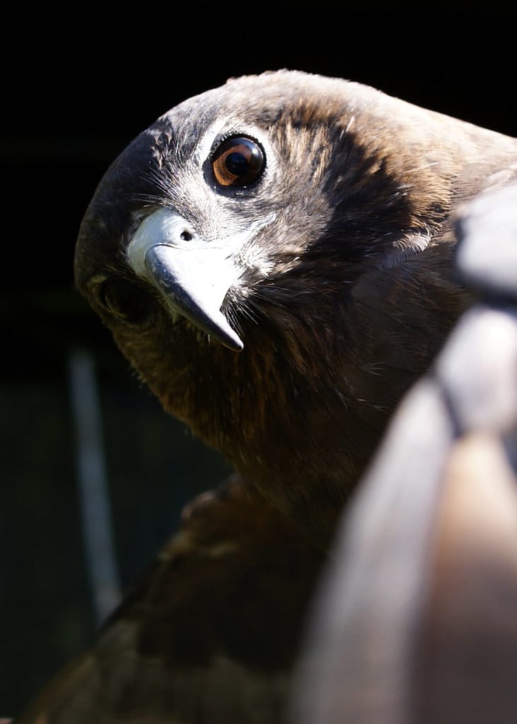 Hawaiian Hawk