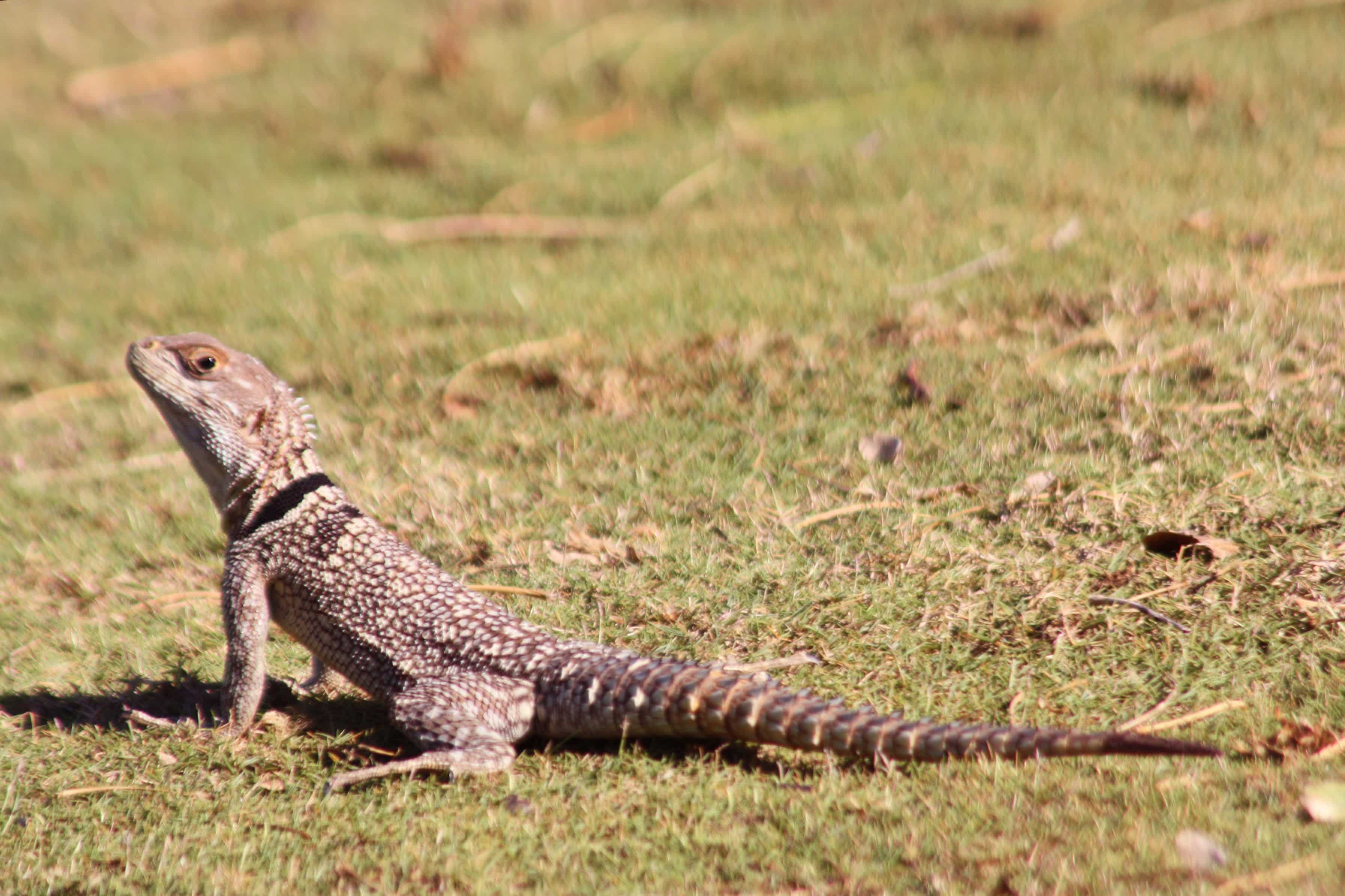 15 Different Types of Lizards in Mexico (With Pictures)