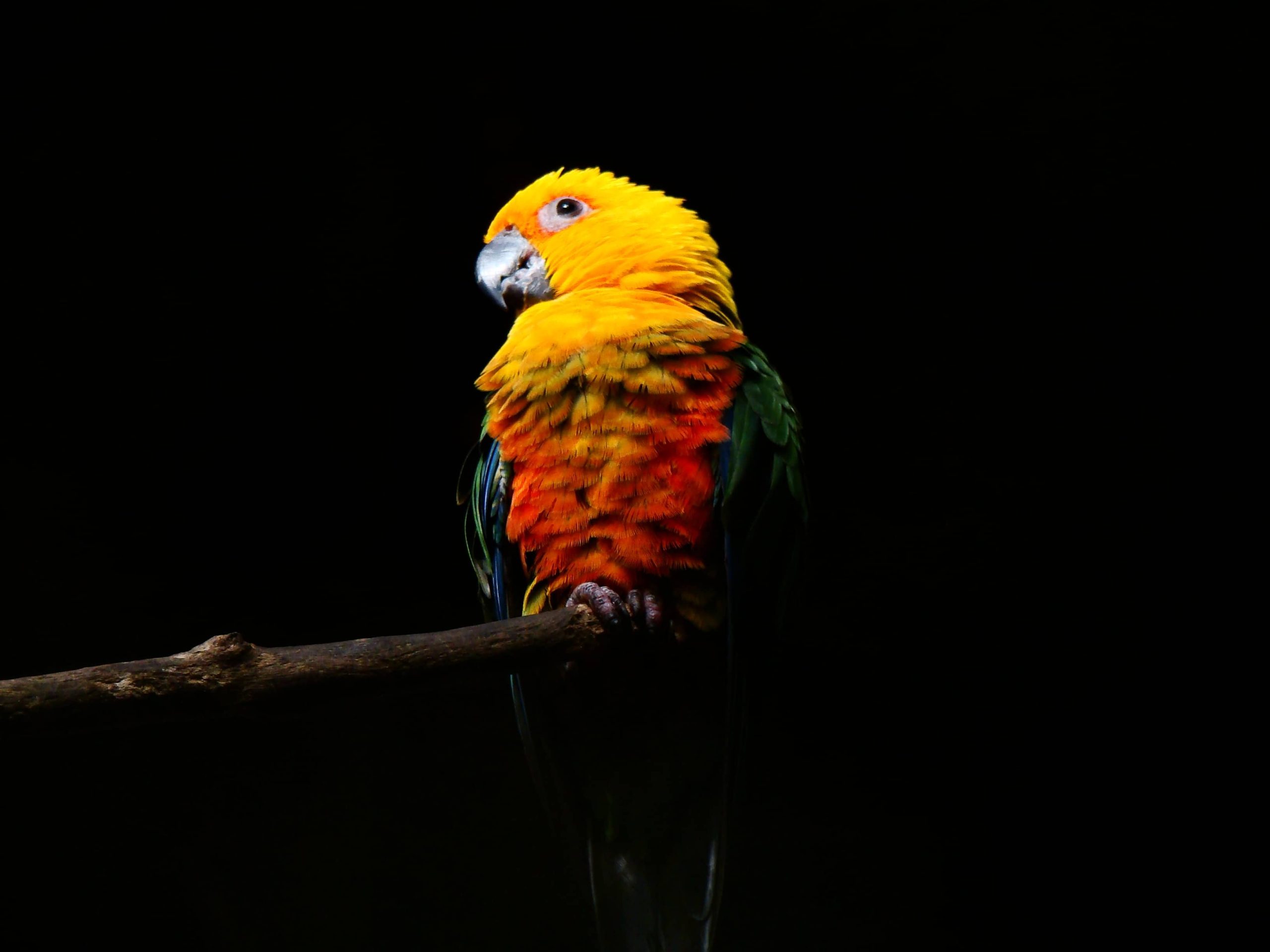 Jenday Conure