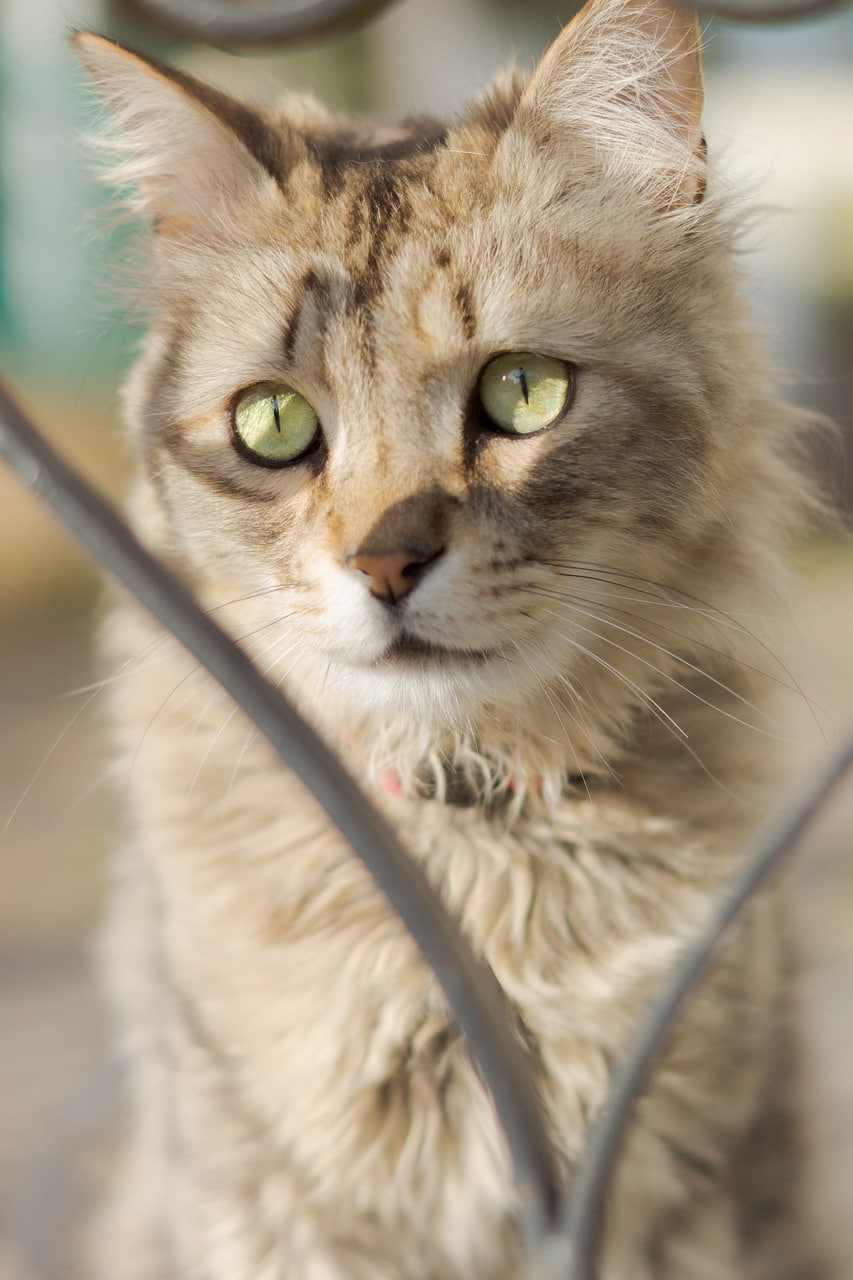 LaPerm - Small Cat Breeds