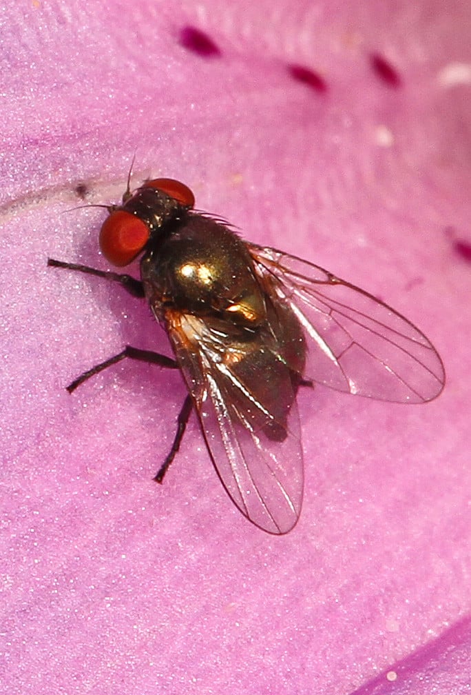 Leaf Miner Fly