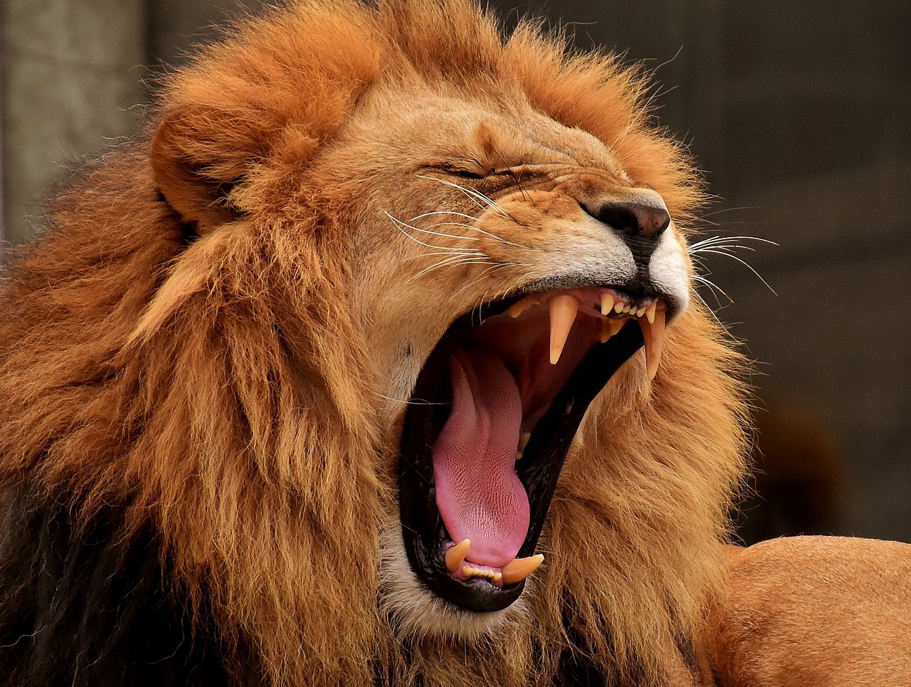 Lion - Fastest Animals in the World