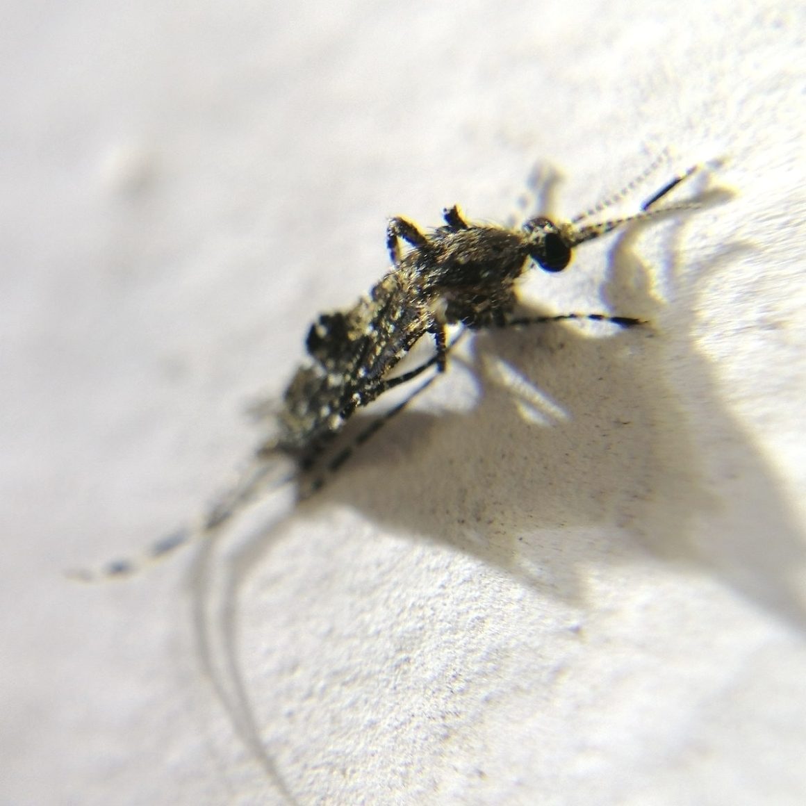 10 Different Types of Mosquitoes in Nigeria