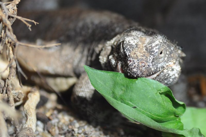 15 Different Types of Lizards in Mexico (With Pictures)