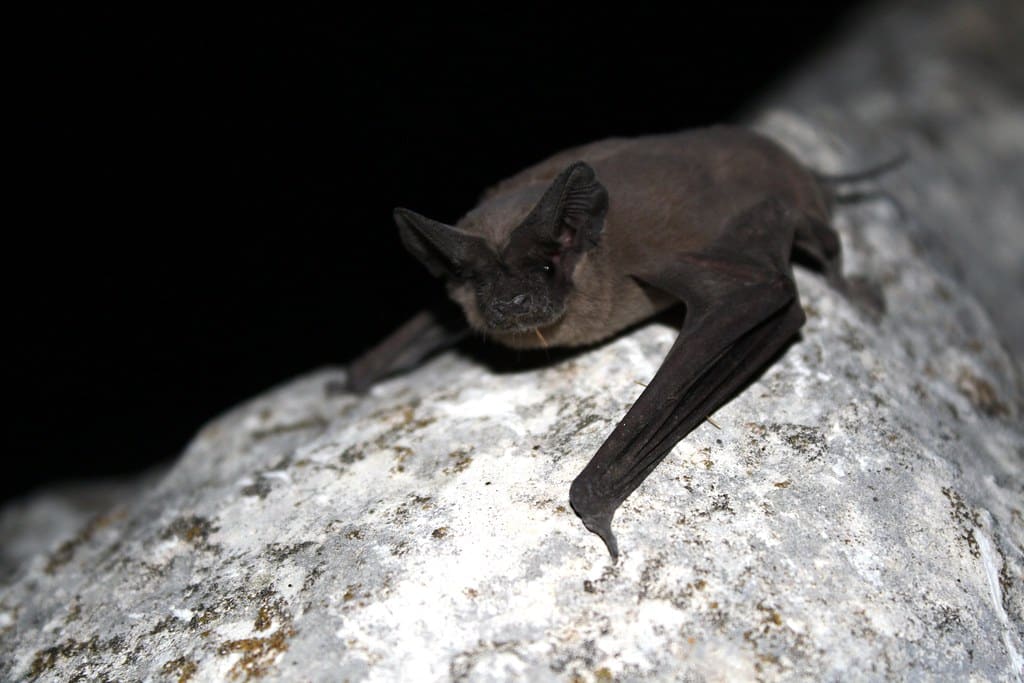 Mexican Free-tailed Bat - Fastest Animals in the World