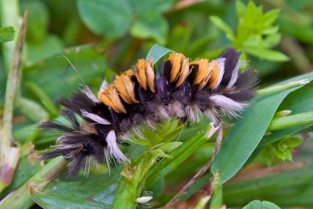 Milkweed Tussock Caterpillar