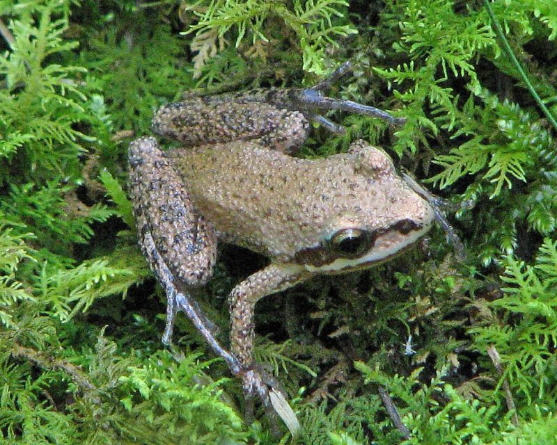 23 Different Types of Frogs in Kentucky