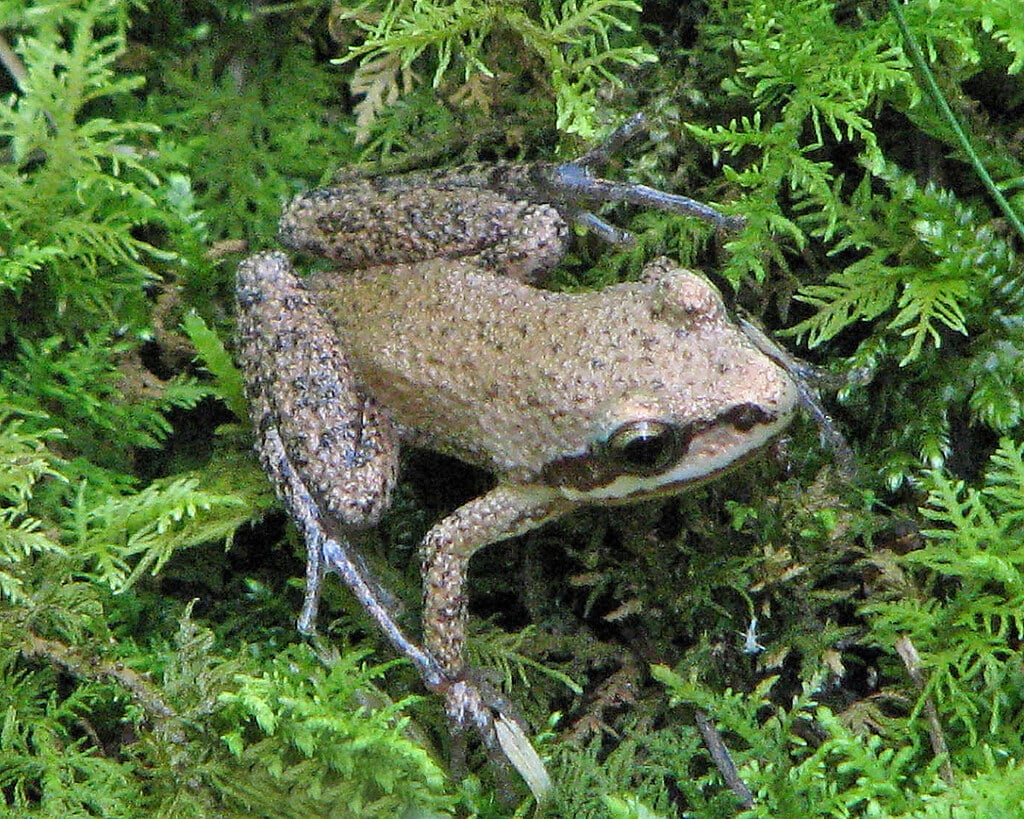 Mountain Chorus Frog