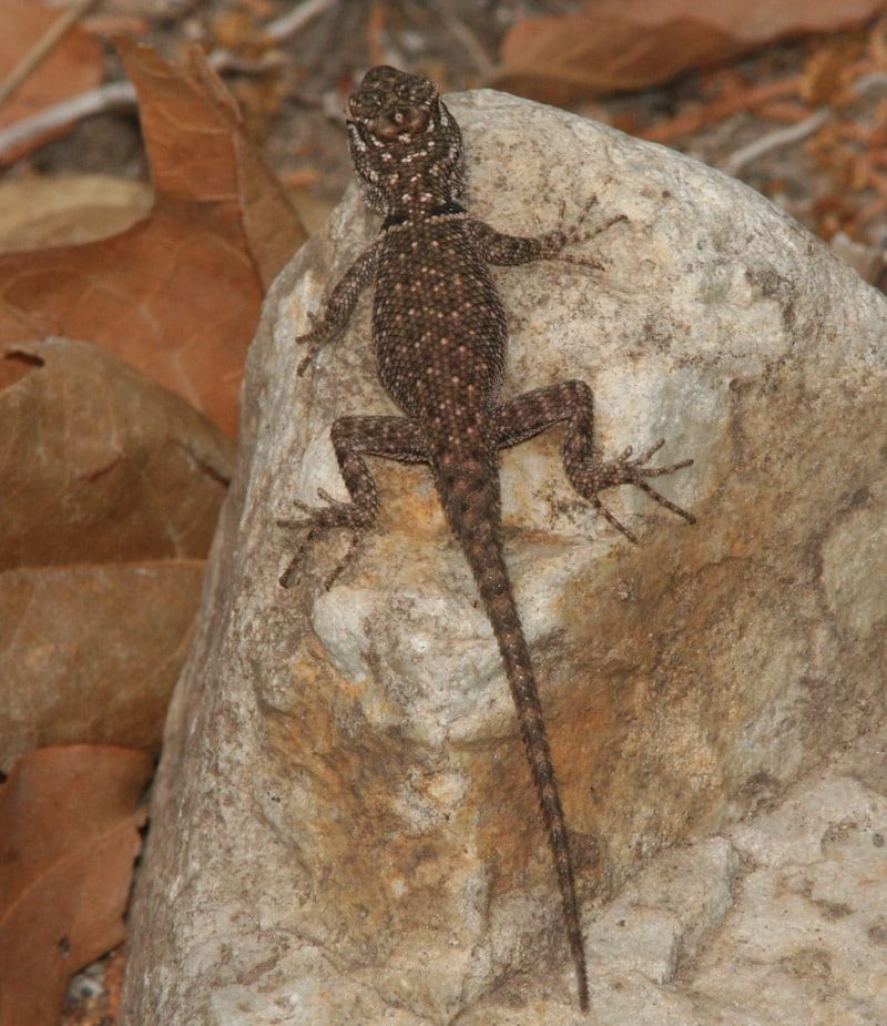 37 Types Of Lizards In Arizona With Pictures 8002