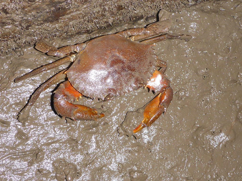 Mud Crabs - types of crabs in Australia