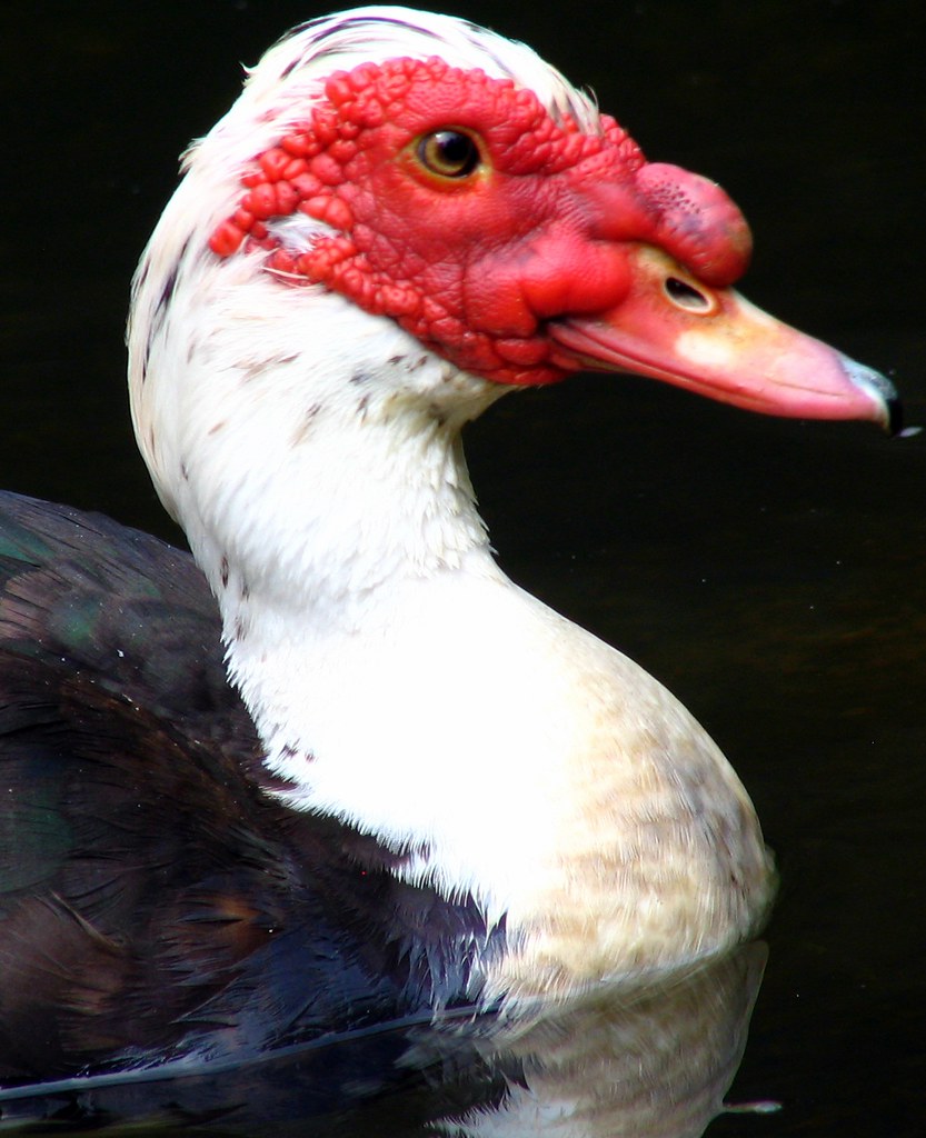 Muscovy Duck - Types of Water Birds in Florida