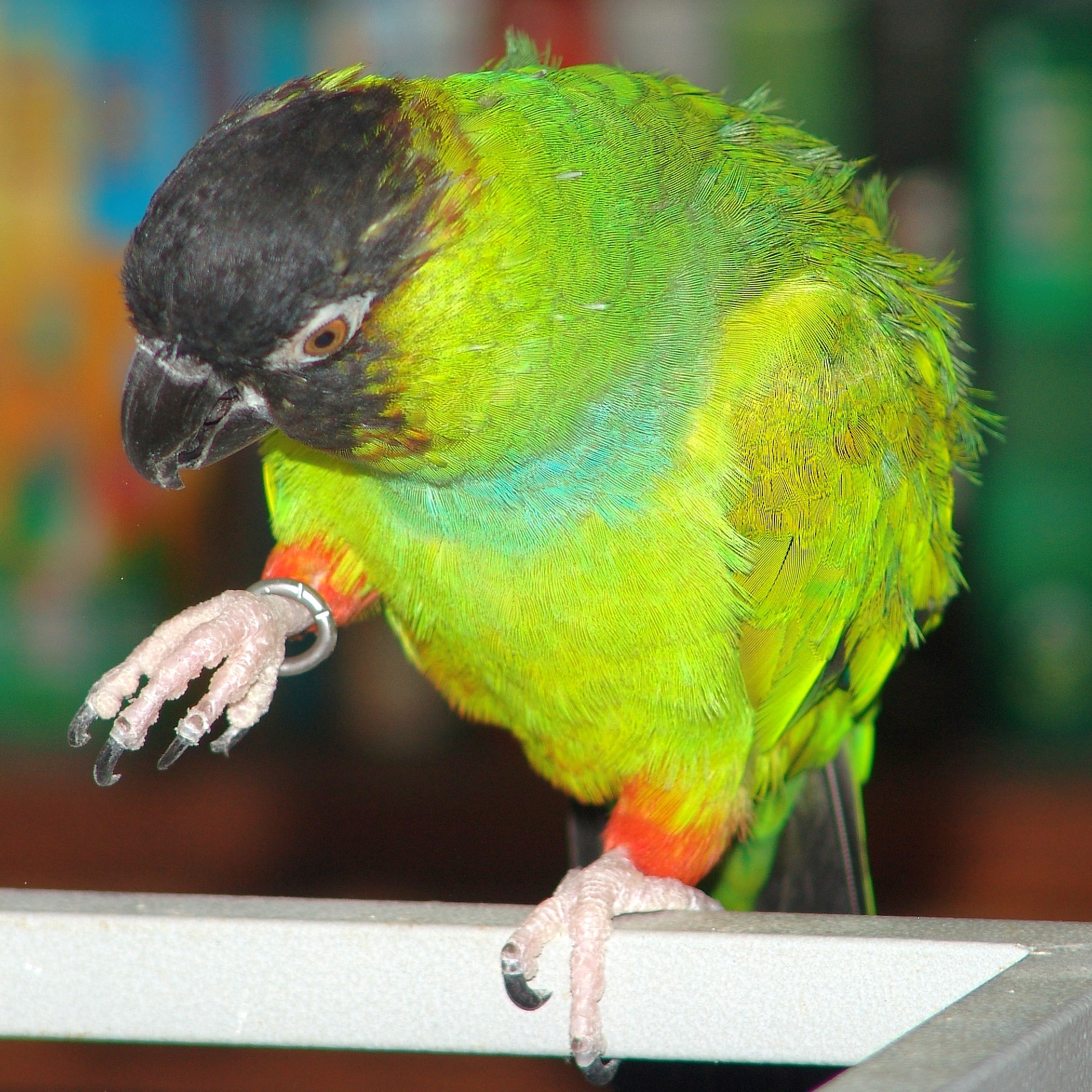 Nanday Conure