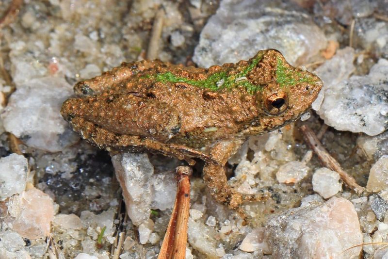 23 Different Types of Frogs in Kentucky