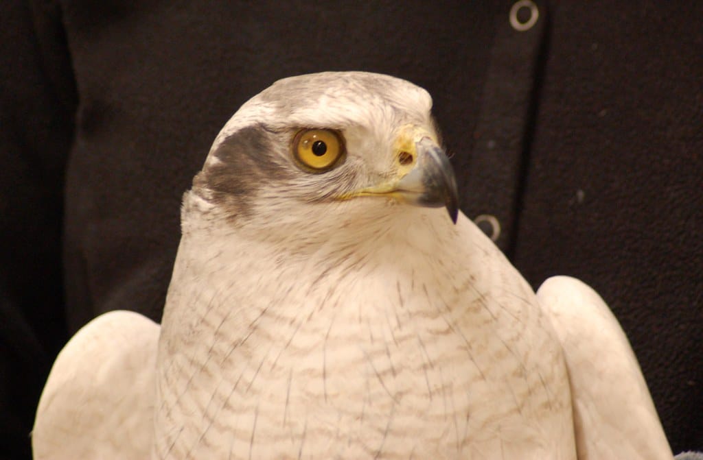 Northern Goshawk 