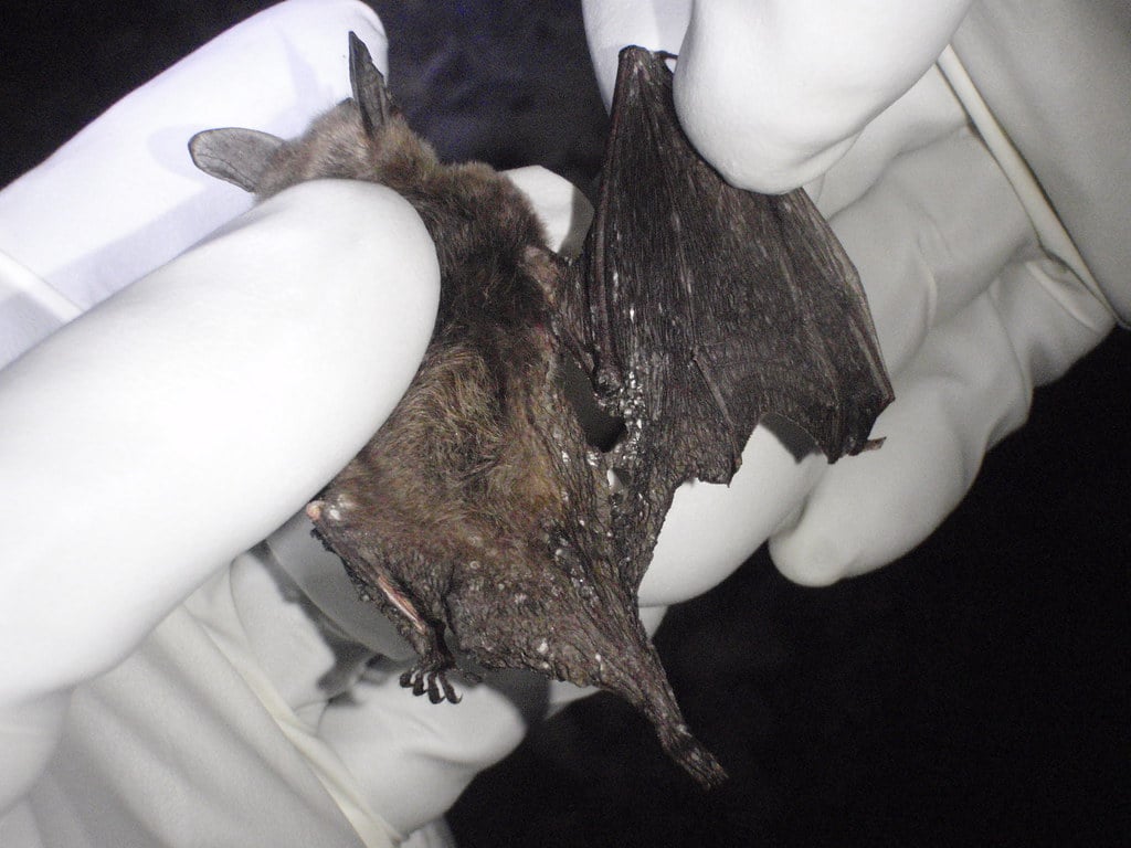 Northern Long-eared Bat