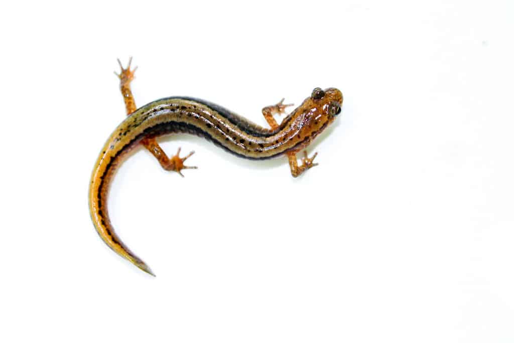 Northern Two-lined Salamander