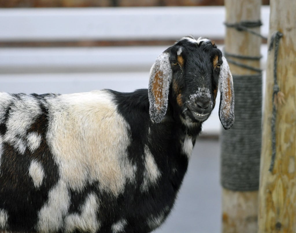 Nubian Goat Breed