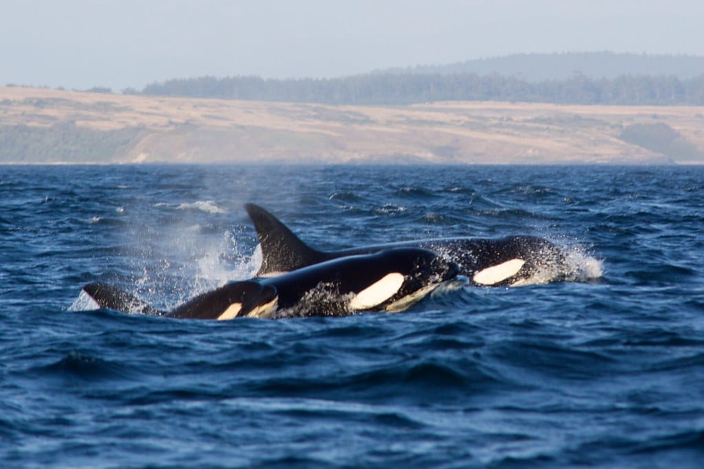 Orcas