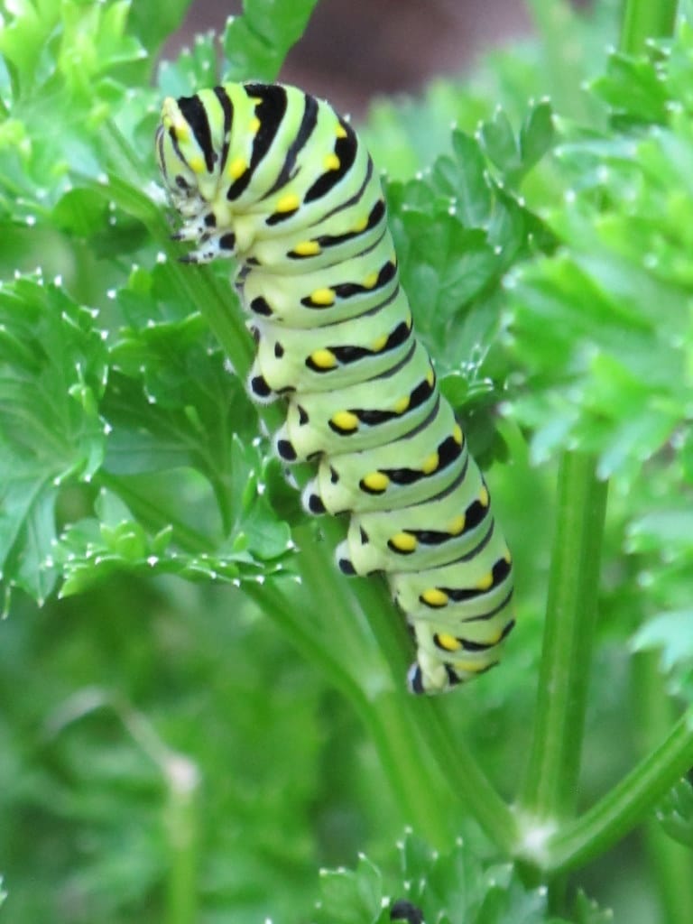 Parsley Caterpillar