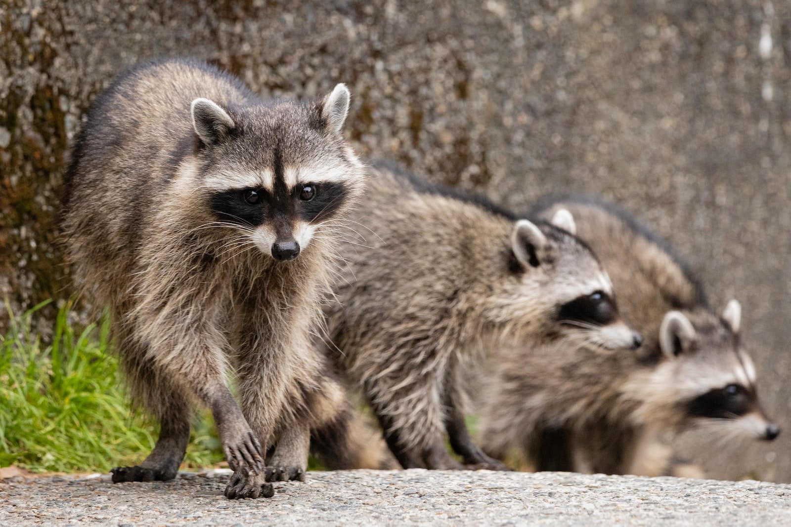 Raccoons - Animals Eat Mealworms