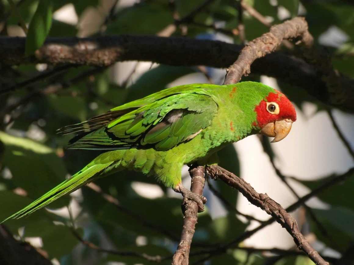 26 Different Types of Conures and Parakeets With Pictures