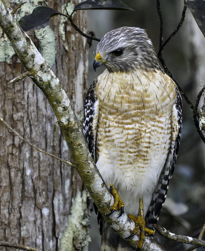 Red-shouldered Hawk