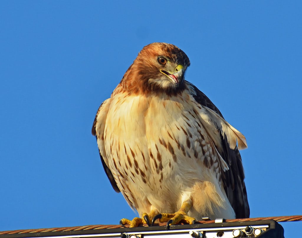 Red-tailed Hawk 
