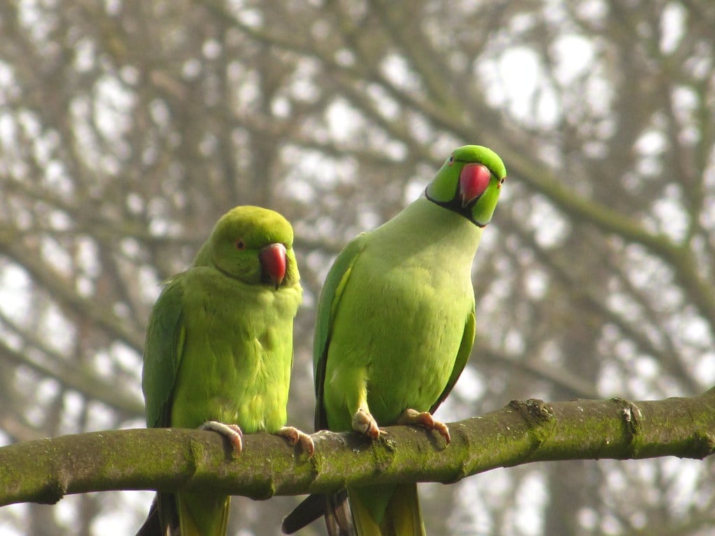 Ring-necked Parakeets