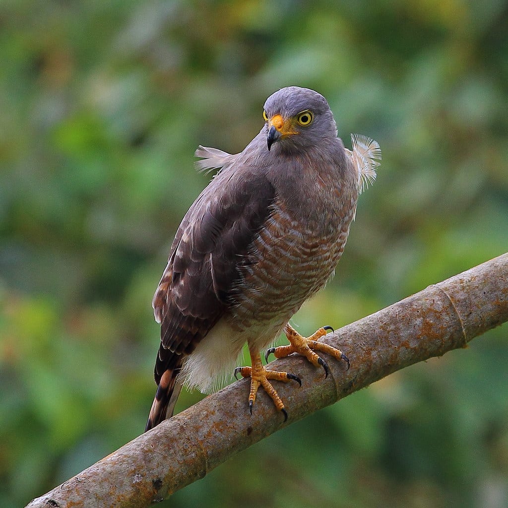 Roadside Hawk