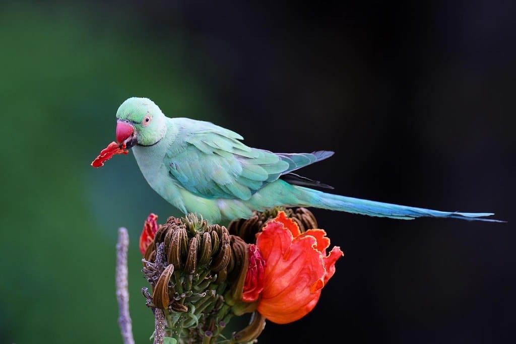 Rose-ringed Parakeets