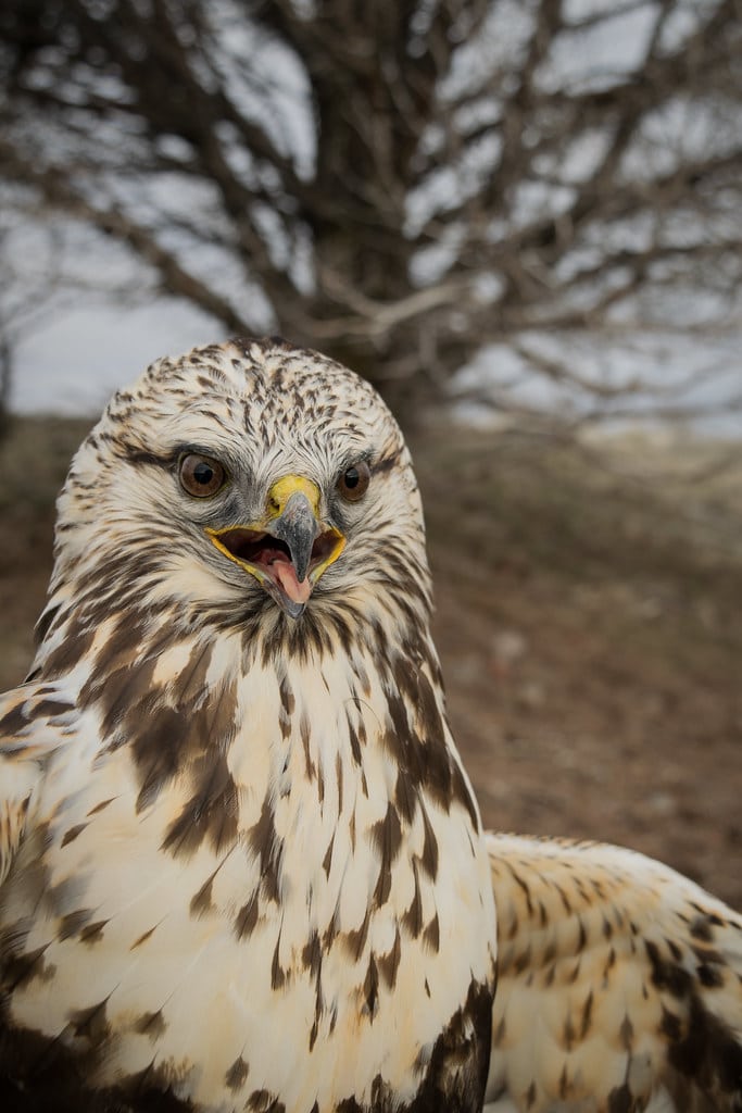 Rough-legged Hawk