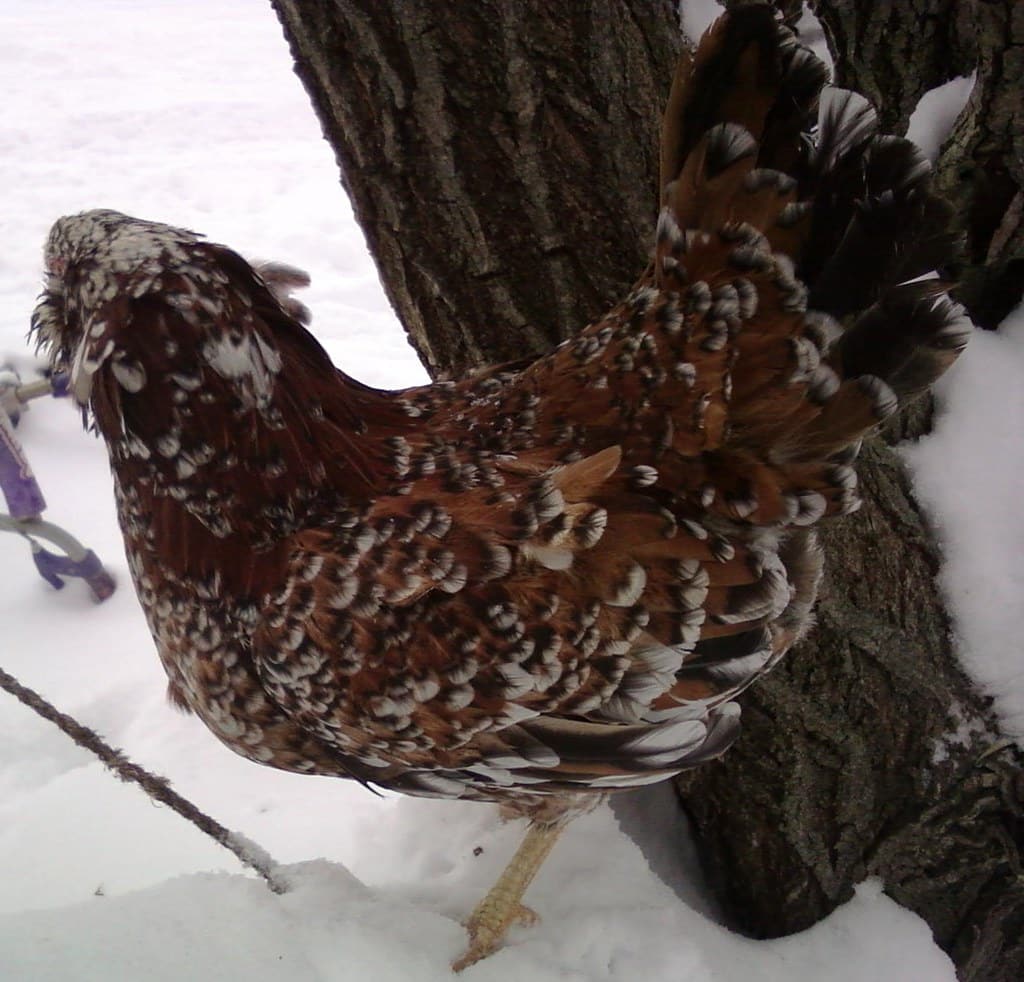 Russian Orloff Common Chicken Breeds