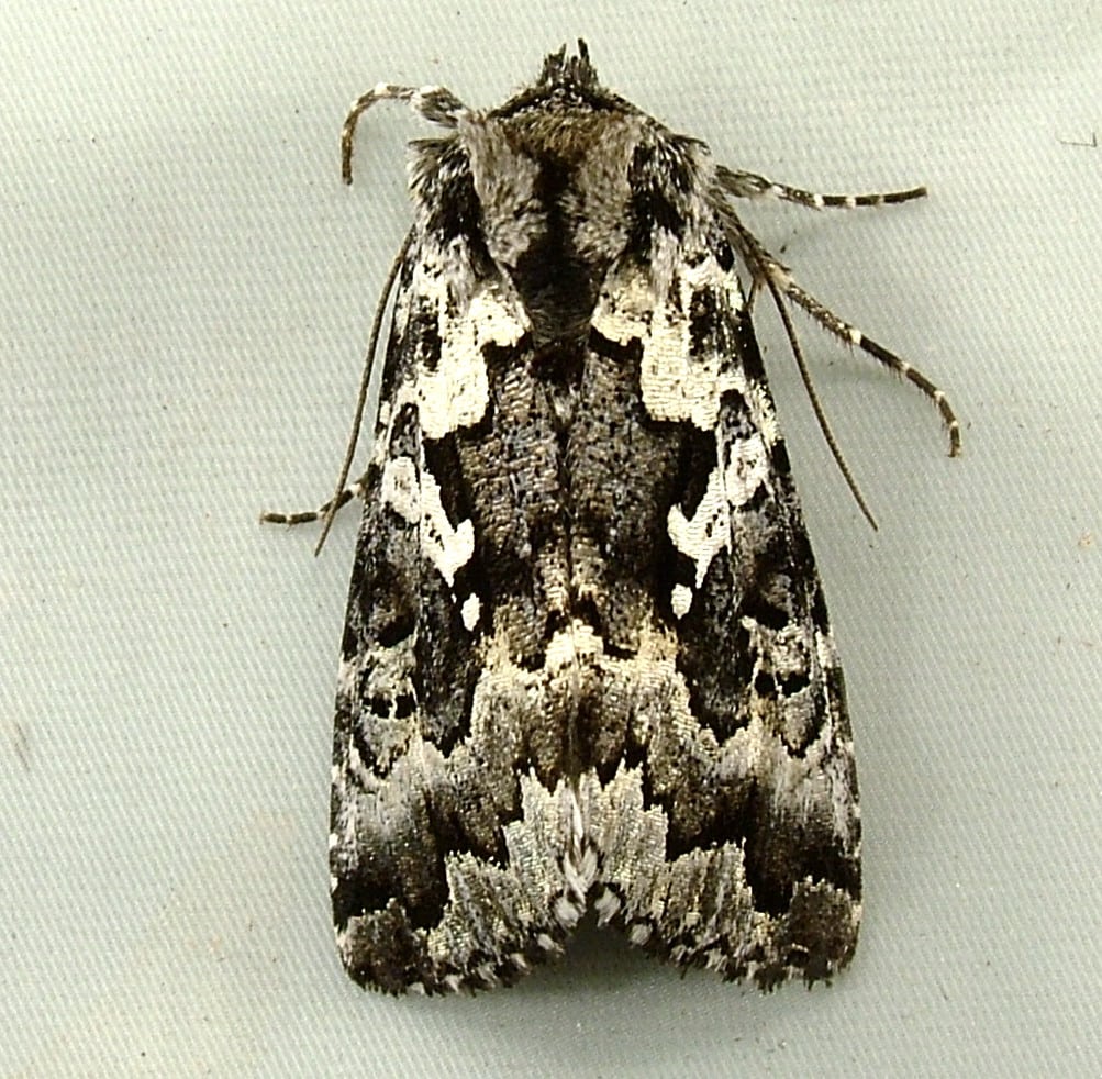 Salt-and-pepper Looper Moth