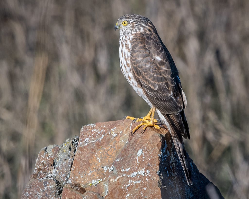 Sharp-shinned Hawk