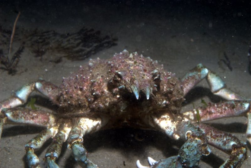 8 Different Types Of Crabs In California