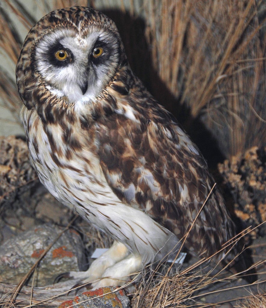 Short-eared Owl - Types of Owls in Michigan