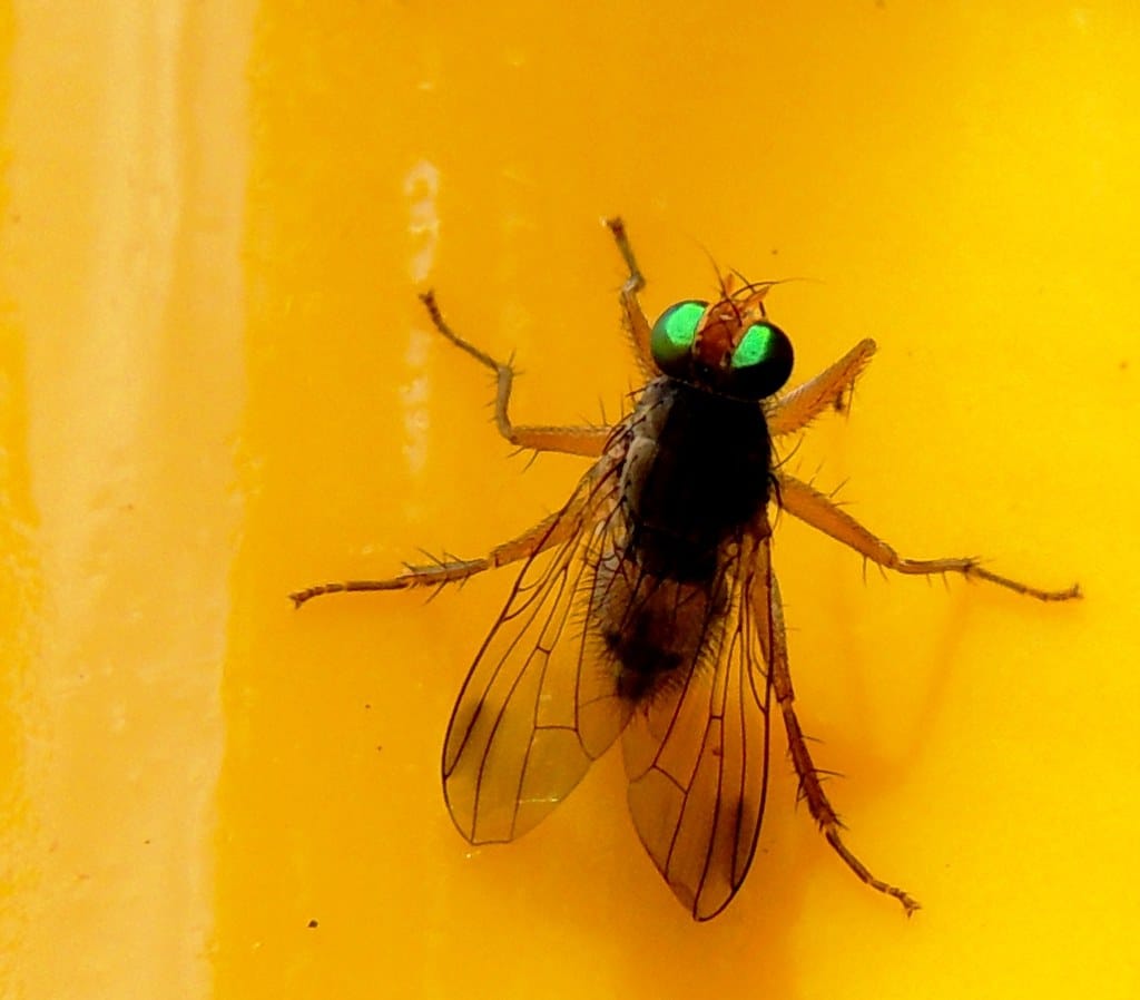 Small House Fly