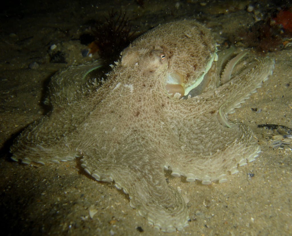 Southern Keeled Octopus