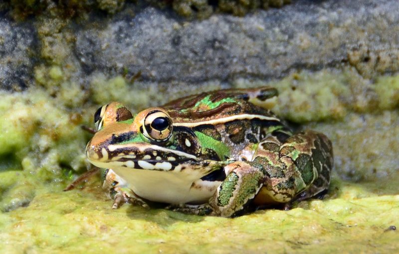 23 Different Types of Frogs in Kentucky