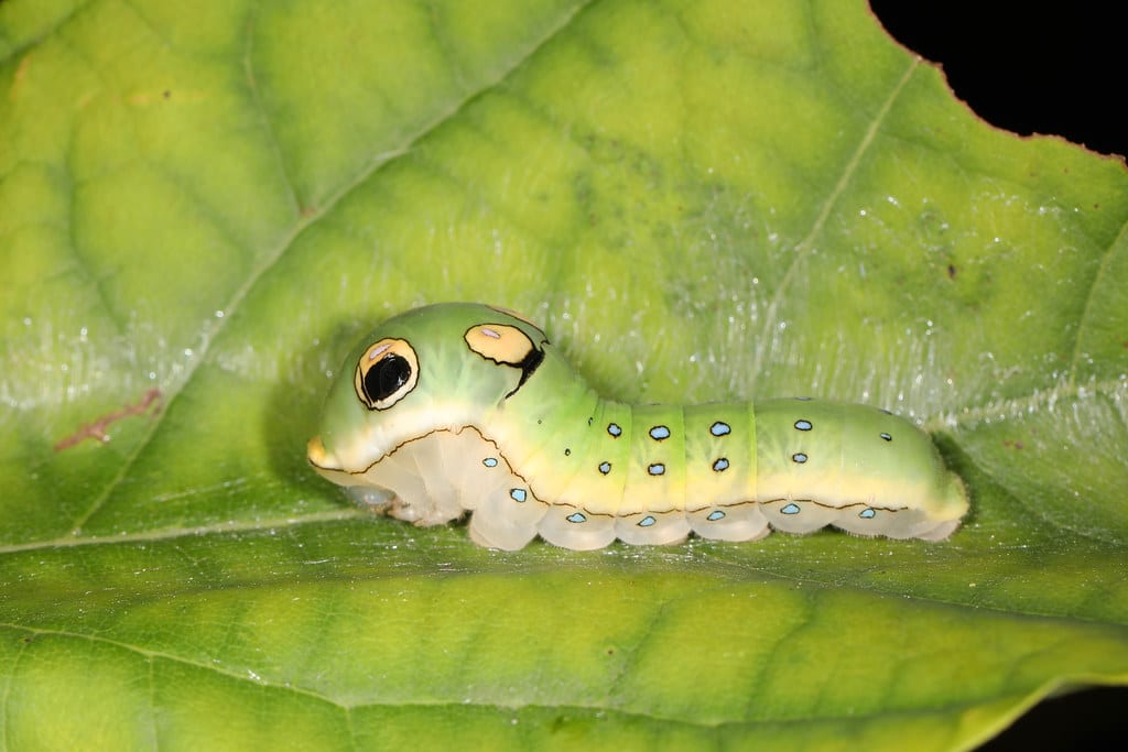 Spicebush Swallowtail Caterpillar - types of caterpillars in South Carolina