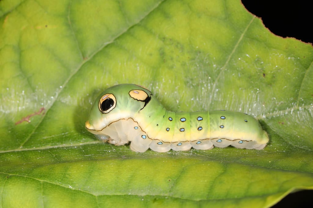 Spicebush Swallowtail Caterpillar