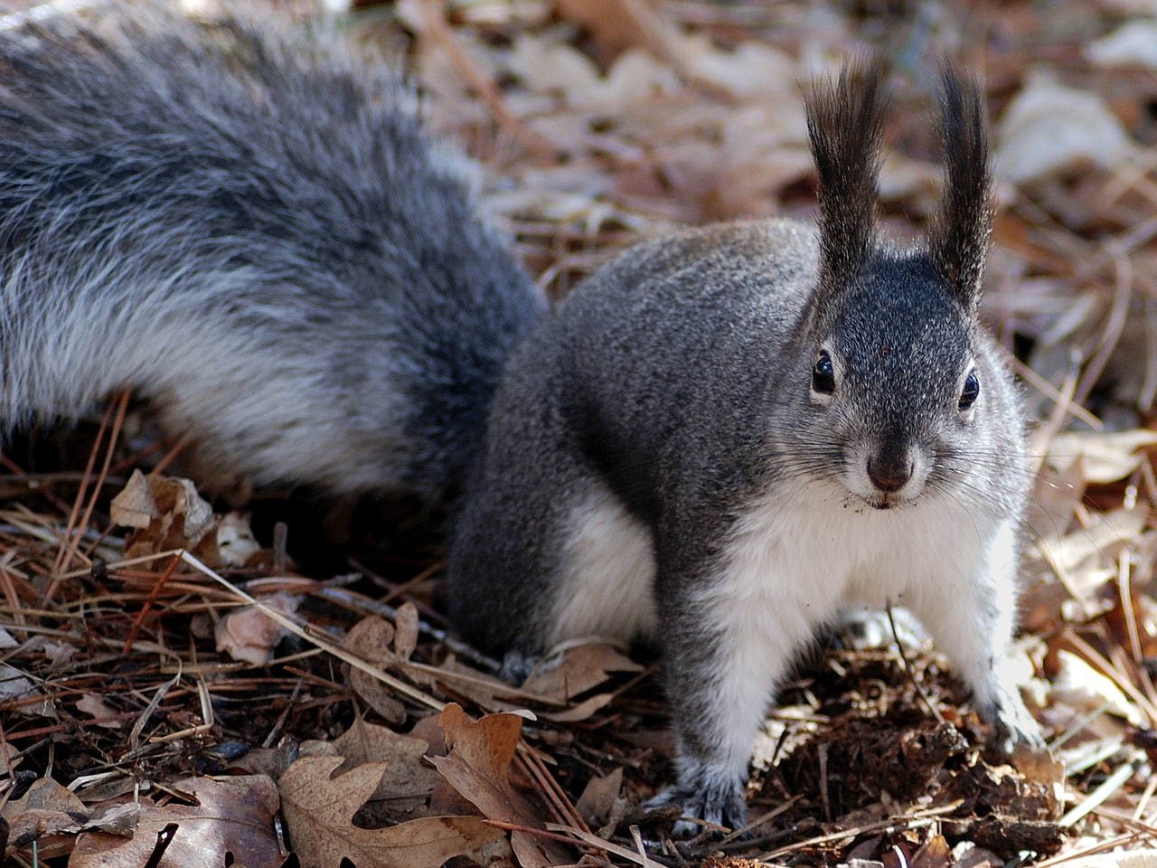 Squirrels - Animals Eat Mealworms