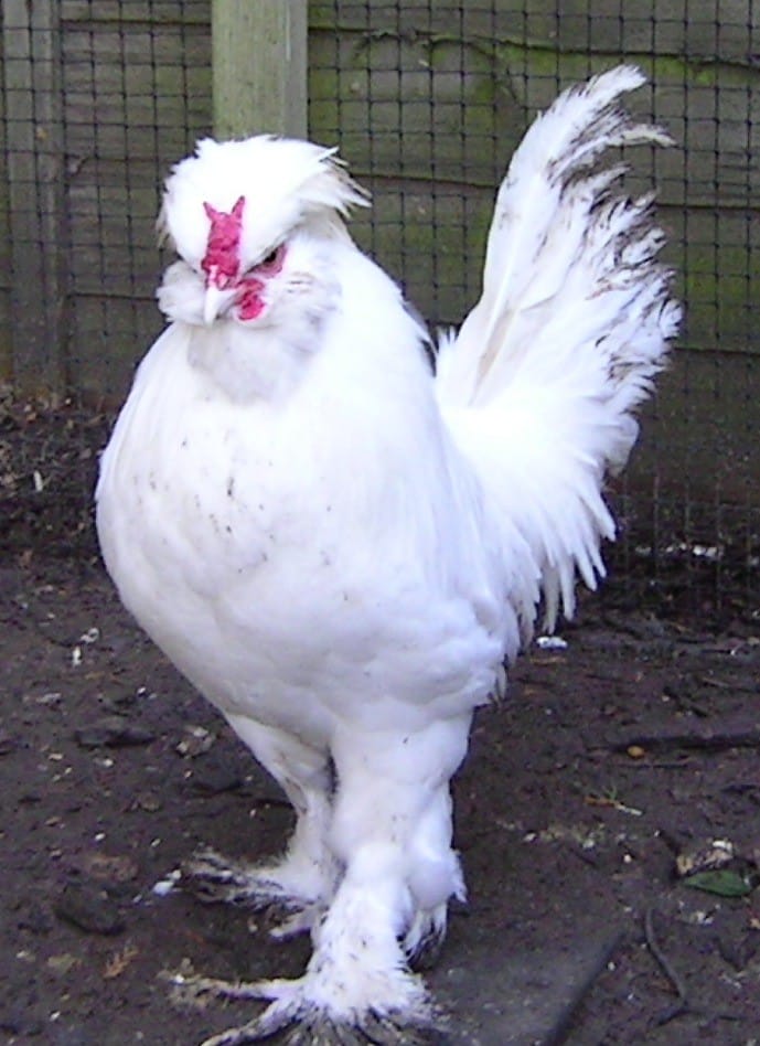 Sultan Chickens