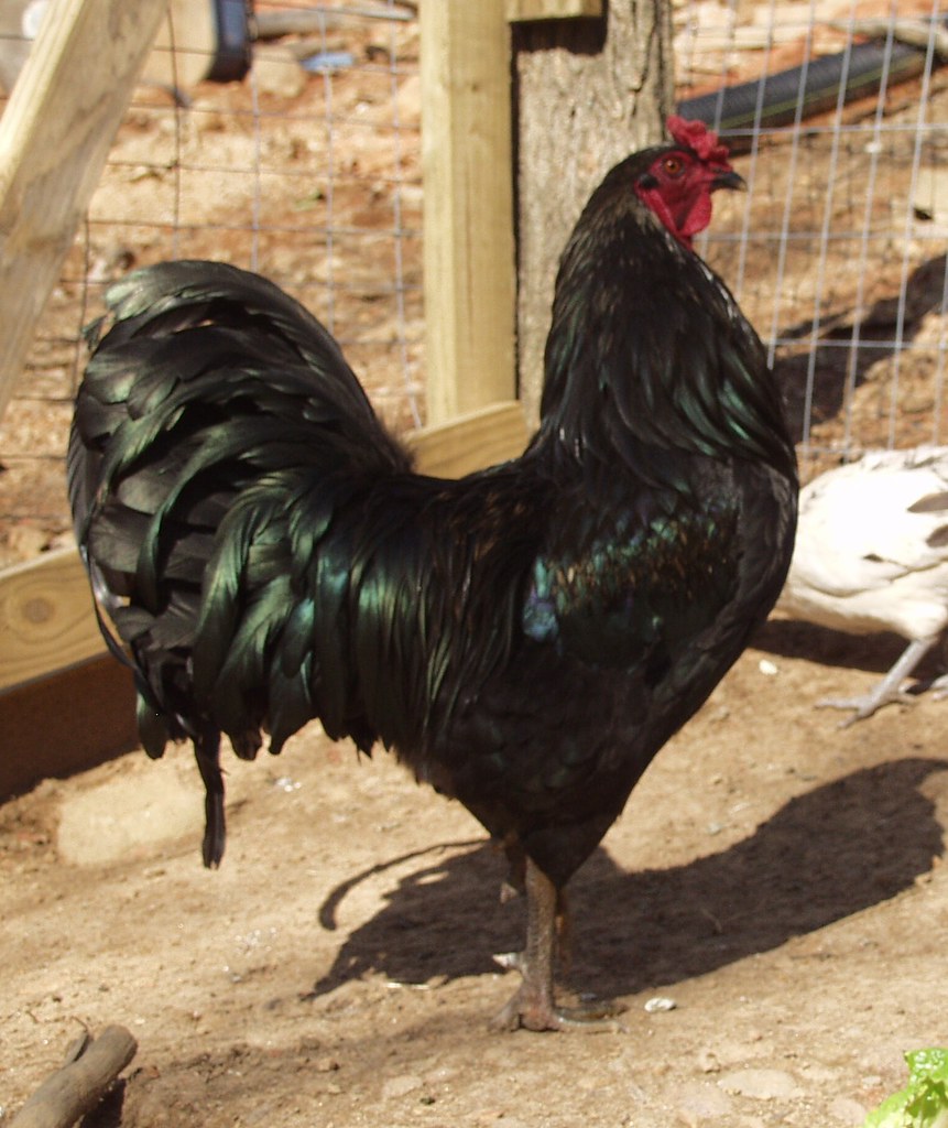 Sumatra Chicken - Exotic Chicken Breeds