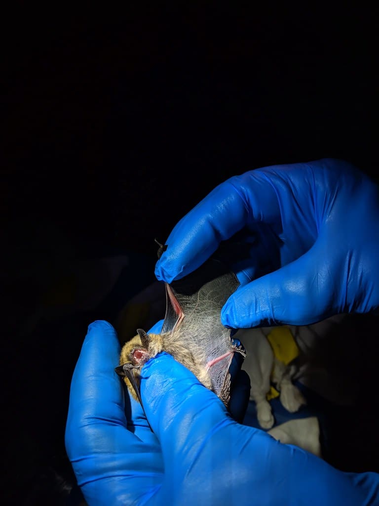 The Fringed Myotis