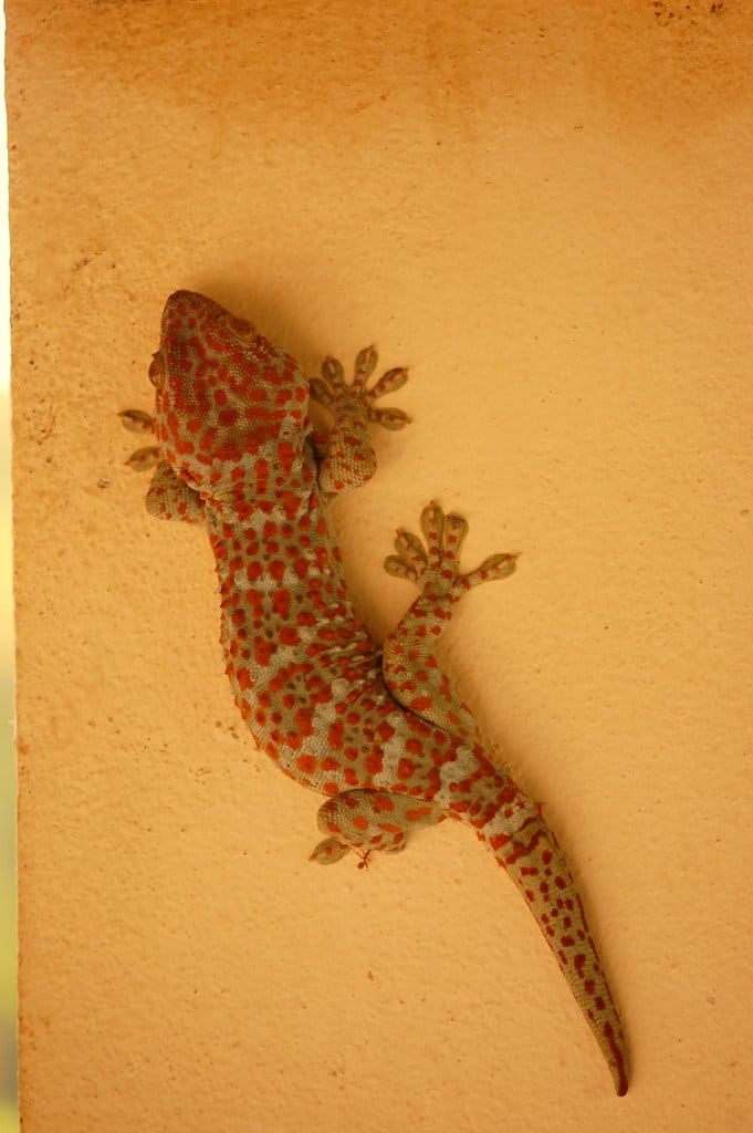 Tokay Gecko