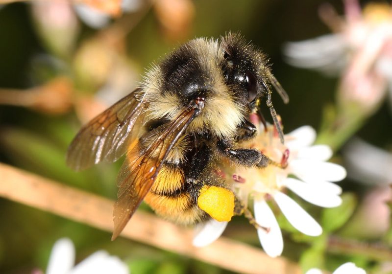 18 Types Of Bees In Connecticut